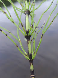 Attēlu rezultāti vaicājumam “Equisetum arvense”