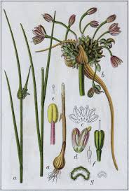 Attēlu rezultāti vaicājumam “Allium oleraceum”