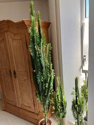 Image result for Wolfsmilch