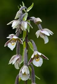 Attēlu rezultāti vaicājumam “Epipactis palustris flower”