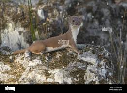 Attēlu rezultāti vaicājumam “Mustela nivalis adult”