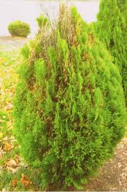 Attēlu rezultāti vaicājumam “Badhamia capsulifera var. arborea”