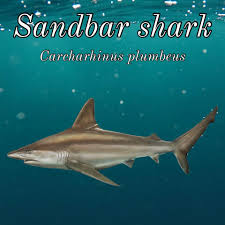 Image result for Carcharhinus plumbeus