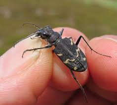 Attēlu rezultāti vaicājumam “Cicindela sylvatica”