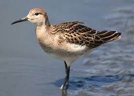 Attēlu rezultāti vaicājumam “Philomachus pugnax adult”