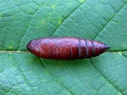 Attēlu rezultāti vaicājumam “Scardia boletella pupa”