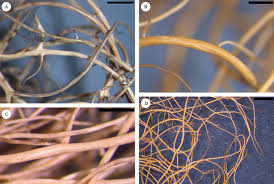 Attēlu rezultāti vaicājumam “Bryoria capillaris”