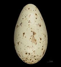 Attēlu rezultāti vaicājumam “Grus grus eggs”