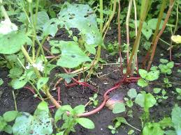 Attēlu rezultāti vaicājumam “Fagopyrum esculentum leaf”