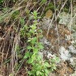 Attēlu rezultāti vaicājumam “Acinos arvensis”