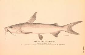 Image result for Ariopsis felis