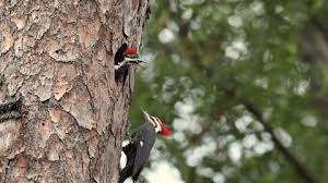 Attēlu rezultāti vaicājumam “Picus viridis nest”