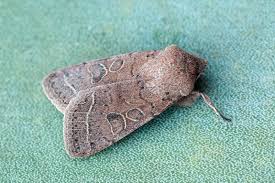 Attēlu rezultāti vaicājumam “Orthosia cerasi”