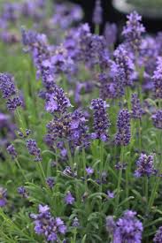 Attēlu rezultāti vaicājumam “Lavandula angustifolia flower”
