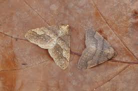 Attēlu rezultāti vaicājumam “Agriopis marginaria”