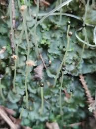 Attēlu rezultāti vaicājumam “Pellia epiphylla sporophyte”