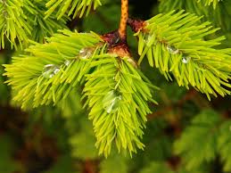 Attēlu rezultāti vaicājumam “Pseudotsuga menziesii”