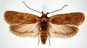 Attēlu rezultāti vaicājumam “Agonopterix hypericella imago”