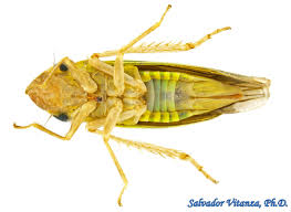 Attēlu rezultāti vaicājumam “Auchenorrhyncha”