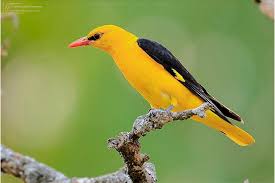 Attēlu rezultāti vaicājumam “Oriolus oriolus”