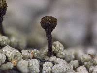 Attēlu rezultāti vaicājumam “Chaenotheca ferruginea”