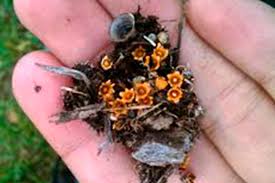 Attēlu rezultāti vaicājumam “Sphaerobolus stellatus”