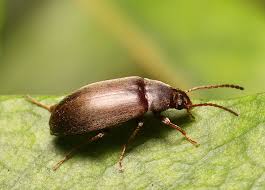 Attēlu rezultāti vaicājumam “Isomira murina”