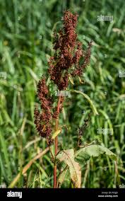 Attēlu rezultāti vaicājumam “Rumex aquaticus fruit”