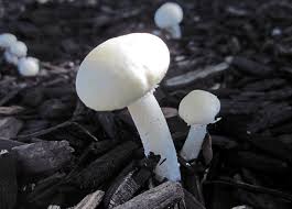 Attēlu rezultāti vaicājumam “Cribraria martinii macro”