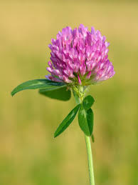 Attēlu rezultāti vaicājumam “Trifolium spadiceum flower”