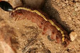 Attēlu rezultāti vaicājumam “Actinotia polyodon”