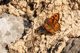 Attēlu rezultāti vaicājumam “Lasiommata megera underside”