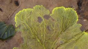 Attēlu rezultāti vaicājumam “Enerthenema papillatum stalked”