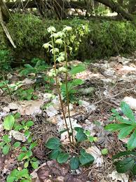 Attēlu rezultāti vaicājumam “Pyrola chlorantha”