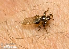 Attēlu rezultāti vaicājumam “Lipoptena cervi”