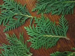 Attēlu rezultāti vaicājumam “Thuja occidentalis leaf”