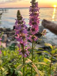 Attēlu rezultāti vaicājumam “Stachys palustris flower”