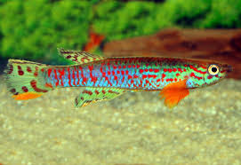 Image result for Aphyosemion