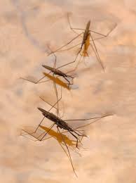 Attēlu rezultāti vaicājumam “Aquarius najas”