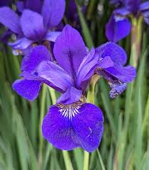 Attēlu rezultāti vaicājumam “Iris sibirica”