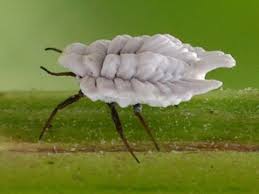 Attēlu rezultāti vaicājumam “Orthezia urticae”