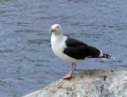 Attēlu rezultāti vaicājumam “Larus marinus”