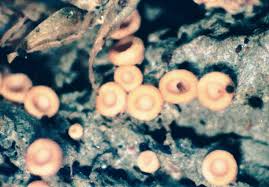 Attēlu rezultāti vaicājumam “Coenogonium pineti”