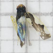 Attēlu rezultāti vaicājumam “Eupteryx vittata”