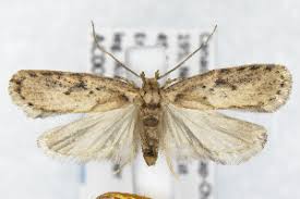 Attēlu rezultāti vaicājumam “Agonopterix hypericella”