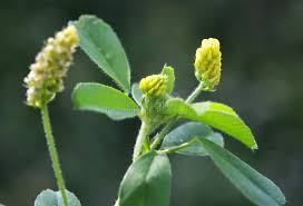 Attēlu rezultāti vaicājumam “Medicago lupulina bud”