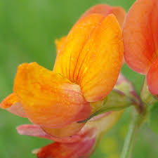Attēlu rezultāti vaicājumam “Lotus corniculatus flower”