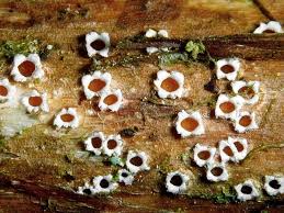 Attēlu rezultāti vaicājumam “Stictis”