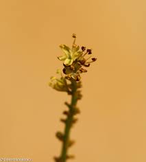 Attēlu rezultāti vaicājumam “Gleditsia triacanthos bud”