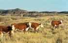 Hereford cattle public domain - via Daymix